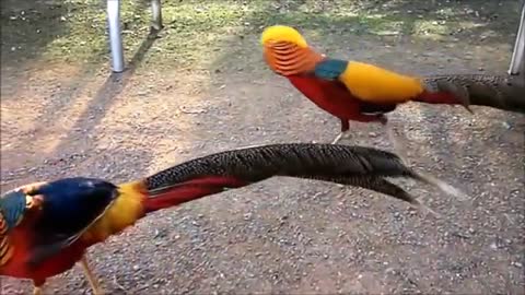 Amazing birds with sounds