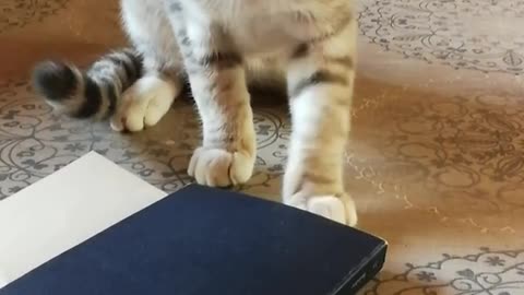 Kitten jumps at book