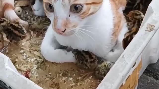 Cat😸😸