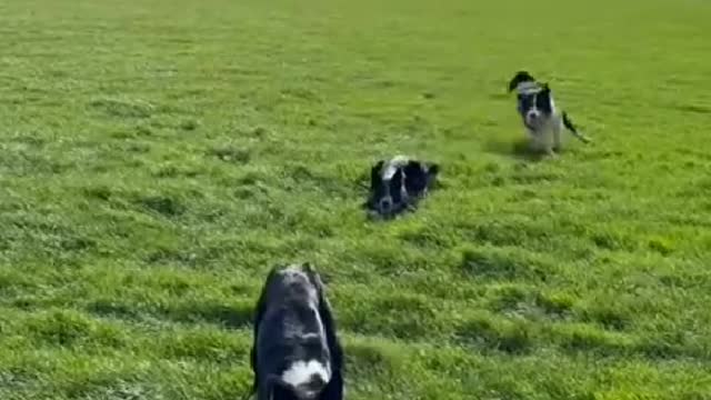 As long as you are loved, you will become a sticky puppy