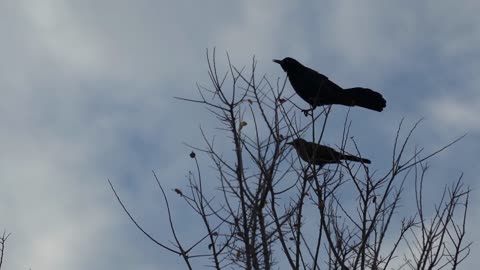 Slow Motion of Grackle Birds and Mallard Ducks at White Rock Lake Dallas Texas