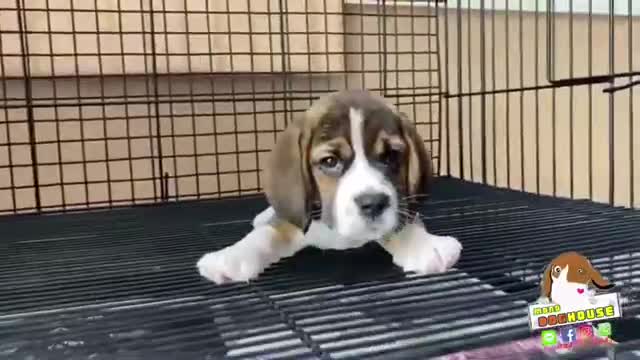 Beagle Monodoghouse
