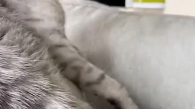 Cute cats exist funny cats