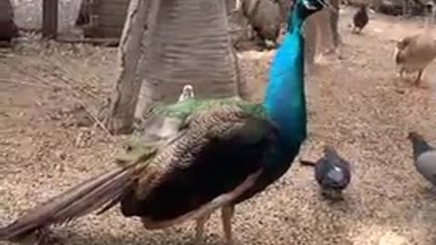 What a big peacock