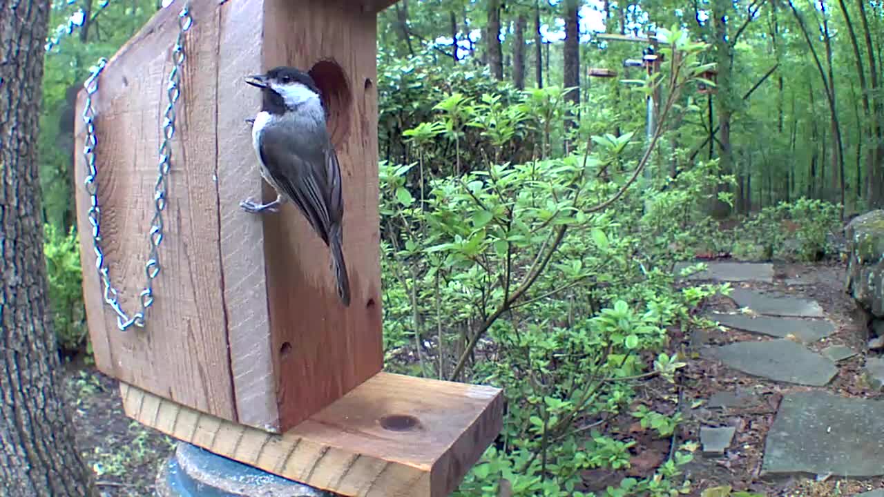 Chickadee family coming alive