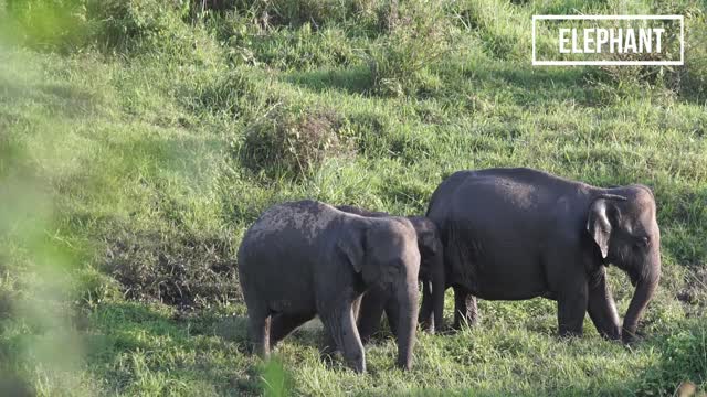 Elephant Sound (How Elephant Trumpet?)