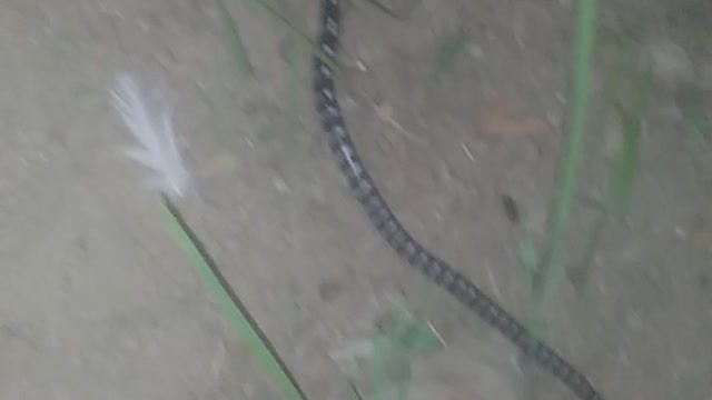 Common krait snake found - Poisonous snake..