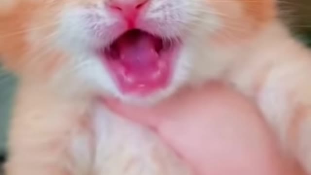 Cat crying