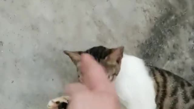 The cat looked at its master confused