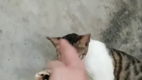 The cat looked at its master confused