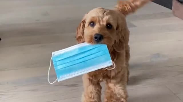 When you dog starts coughing...?!?