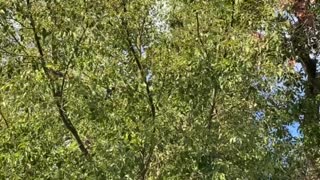 Ripon birds