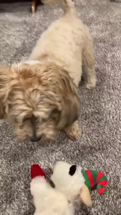 Gus and me play Fetch in my basement