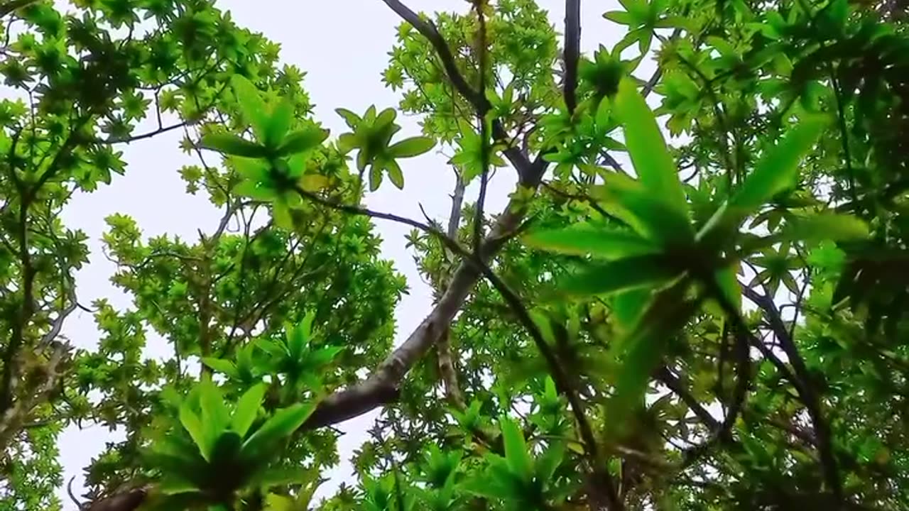 Nature’s Beauty: Forests & Wildlife in 60 Seconds 🌲🦉