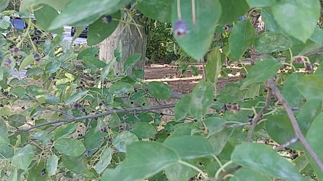 Wild Berry Bush