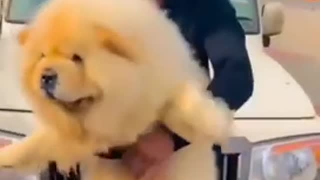 World’s Healthiest Chow Chow Dog | Cute dog 🐩