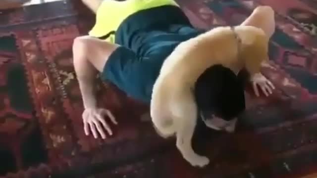 Puppy looks at me doing push-ups as if he wants to get involved too
