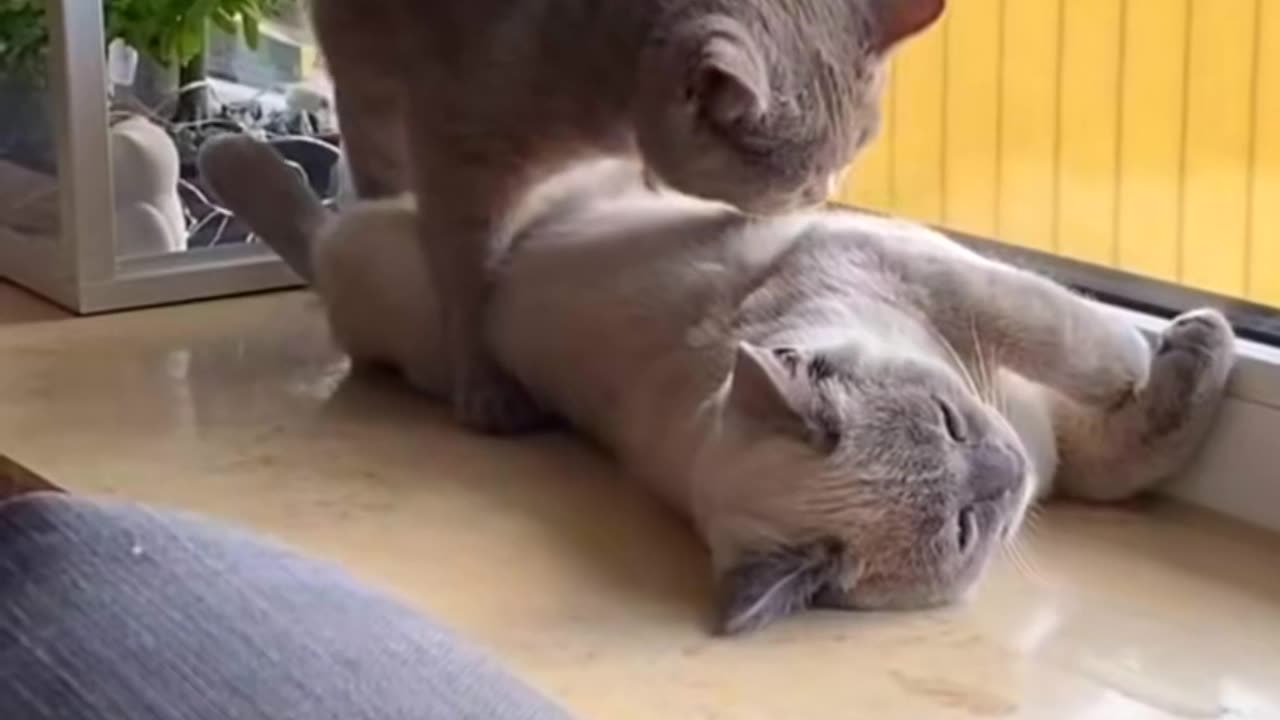 cat