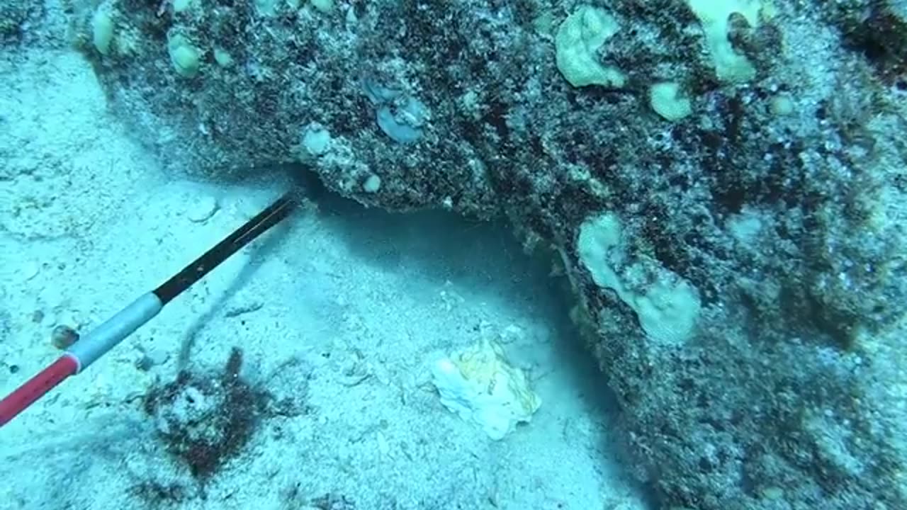 Catching Hawaii Octopus for Food