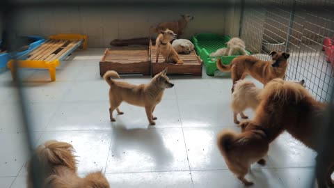 Sad dogs in shelter behind fence waiting to be rescued and adopted to new home