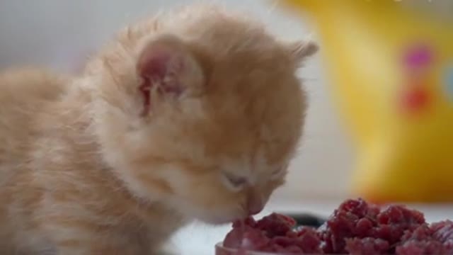 The kitten eats raw meat