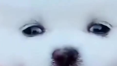 Small cute dog
