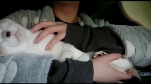 ASMR ~ Massage to my Plastic Cat_batch