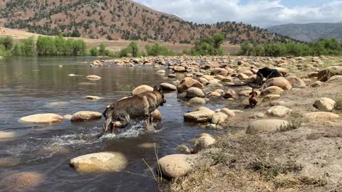 Dogs take a refreshing dip in the river