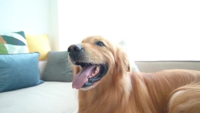 A pet is someone who stays with you when you're lonely.