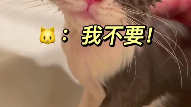 The Pets Moments Make You Laugh
