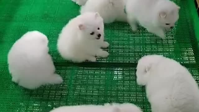 Funny and cute animas