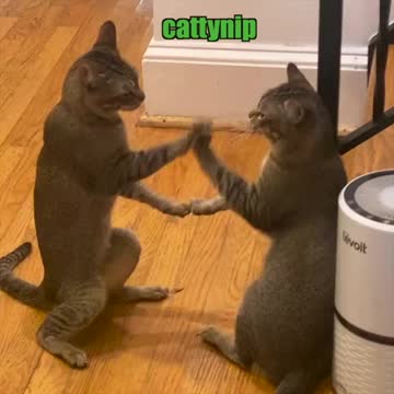 Cats are playing at home with other cat