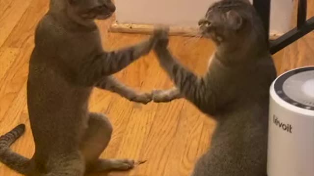 Cats are playing at home with other cat