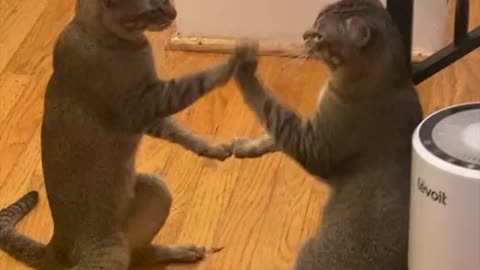 Cats are playing at home with other cat