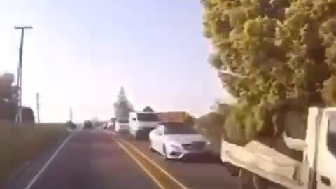 cow causes traffic