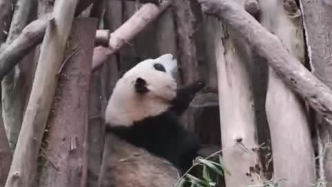 The Daily life of pandas