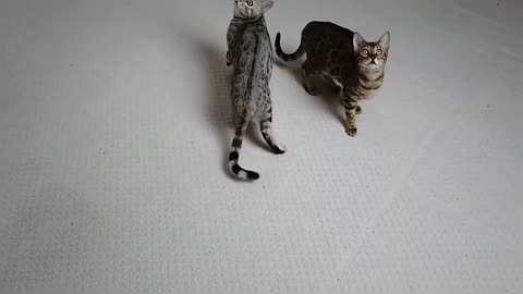 Bengal Kittens Play With Bubbles