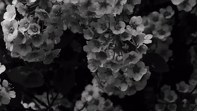 B&W flowers close up
