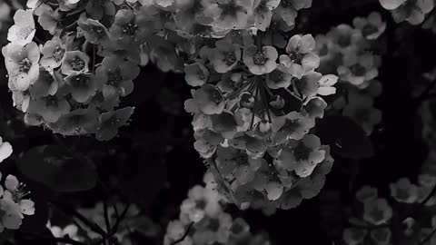 B&W flowers close up