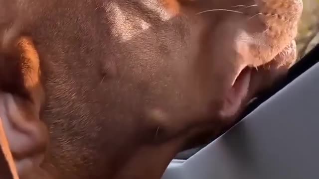 Is it really a car ride if your lips aren't flopping in the wind?