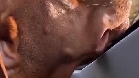 Is it really a car ride if your lips aren't flopping in the wind?