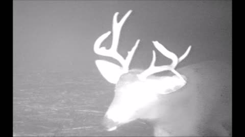 Christmas 2021, Odd Buck Again!