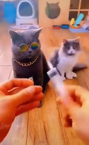 Cute Cats Video Compilations 2022