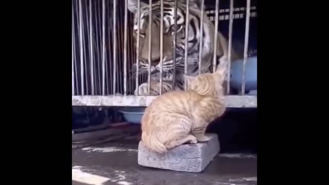 Tiger got scared of cat !!!!!!