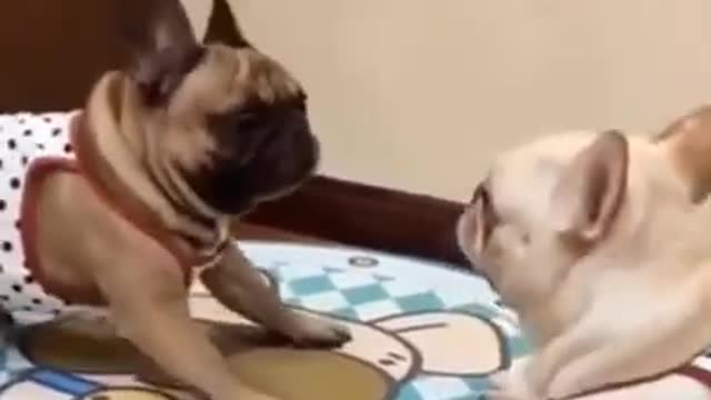 A Serious Fight Between 2 Pugs Looks Funny!!!