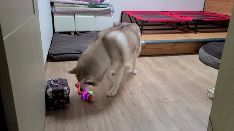 How did Husky react to the toy fish? love gog