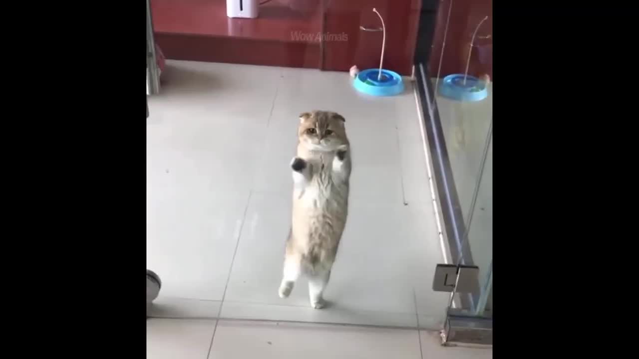 a cat with nice moves