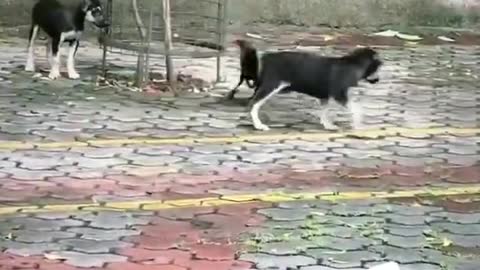 Cat Funny Animals Videos2022Funniest Cats And Dogs Videos