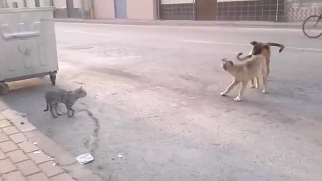 Angry Cats vs Dog Funny Compilation