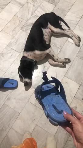 Black white dog pretends to sleep blue sandal